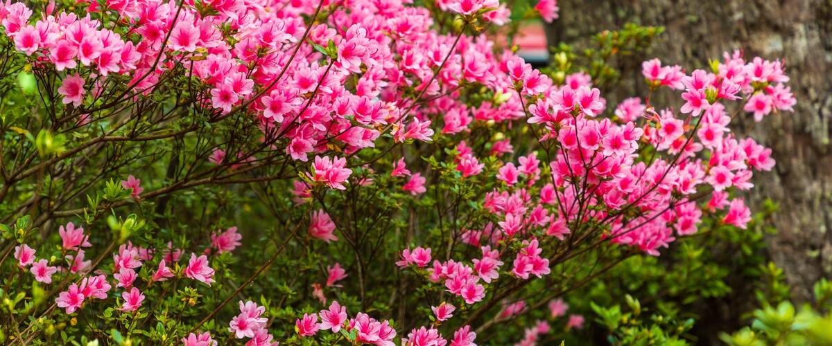 Campbell Rhododendron Gardens which includes wildflowers