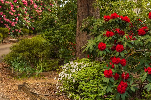 Campbell Rhododendron Gardens which includes a garden and wildflowers