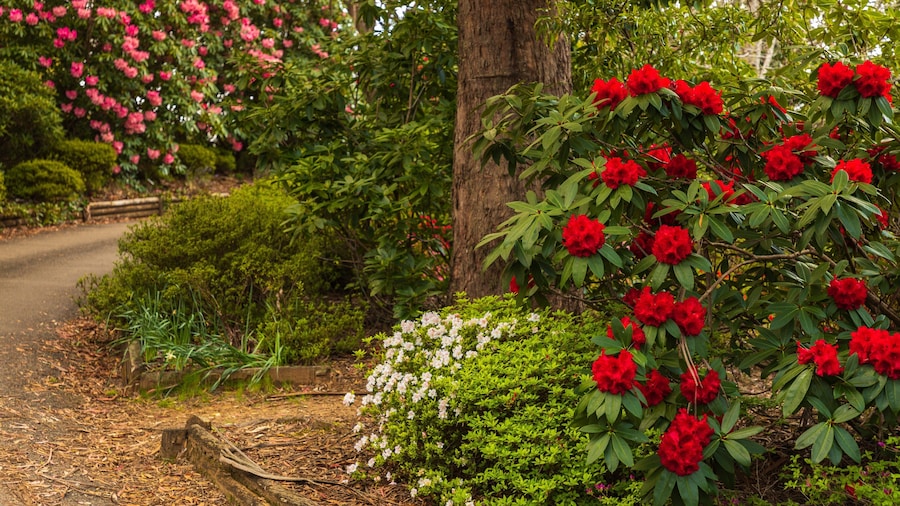Campbell Rhododendron Gardens which includes a garden and wildflowers