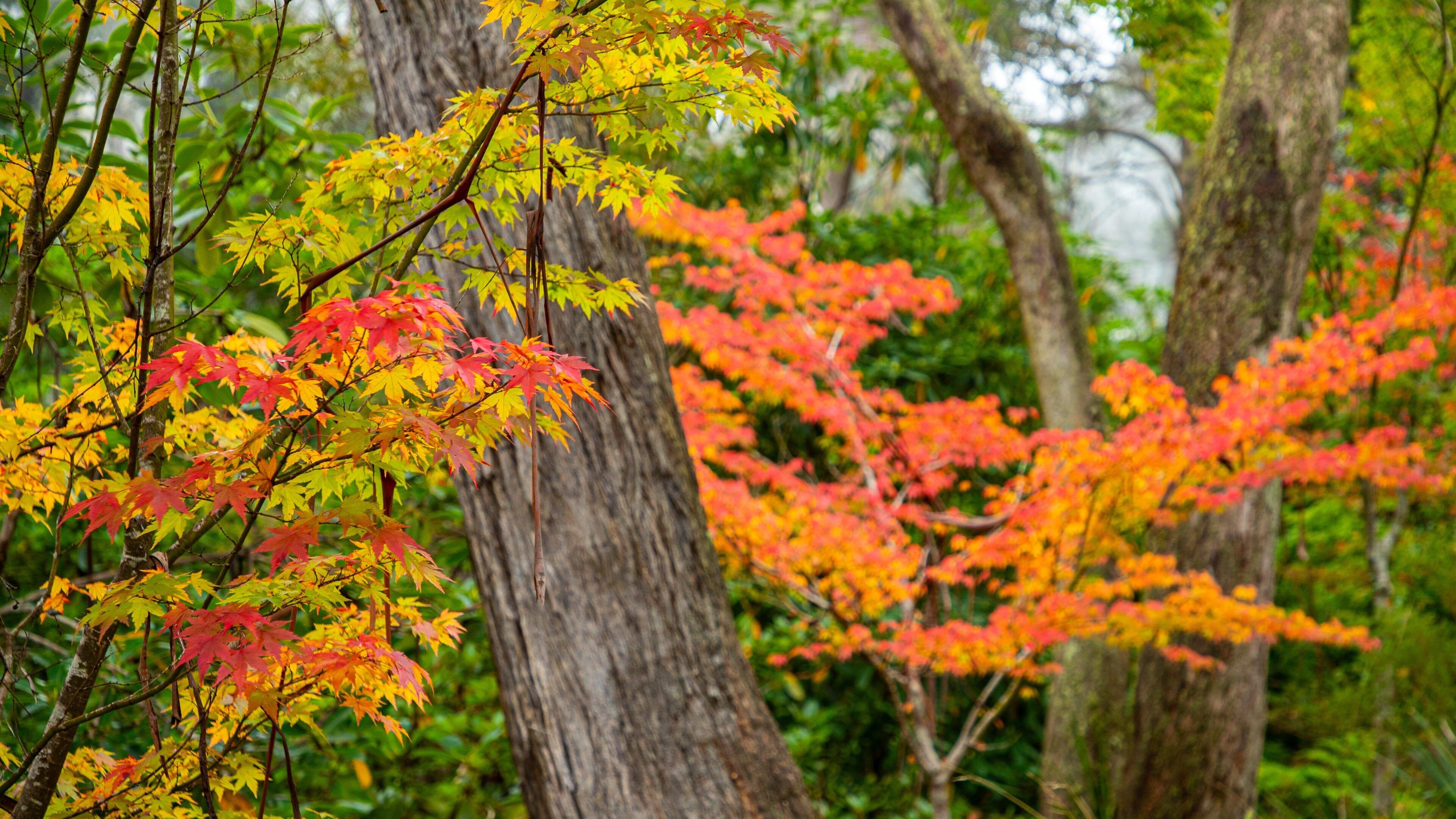 Campbell Rhododendron Gardens featuring fall colors