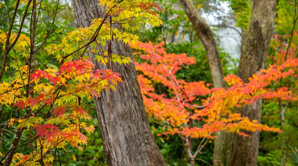 Campbell Rhododendron Gardens featuring fall colors