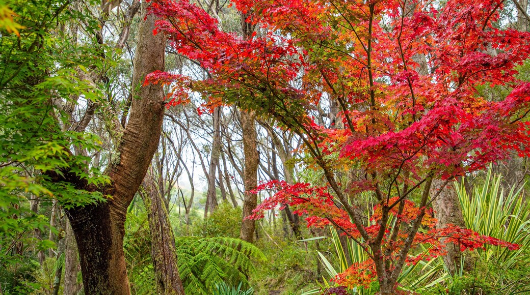 Campbell Rhododendron Gardens which includes autumn leaves and forest scenes