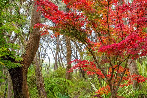 Campbell Rhododendron Gardens which includes autumn leaves and forest scenes