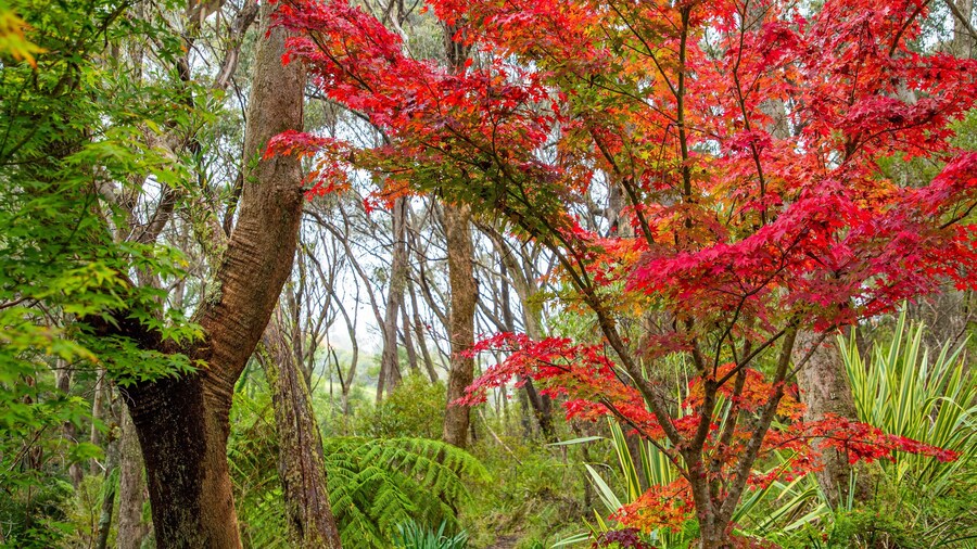 Campbell Rhododendron Gardens which includes autumn leaves and forest scenes