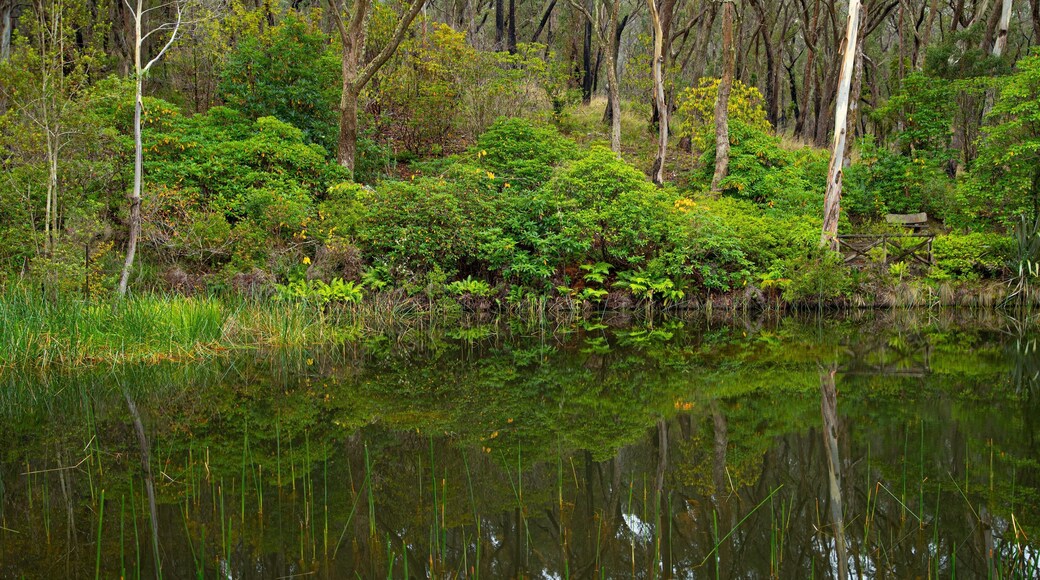 Campbell Rhododendron Gardens which includes a river or creek and forests