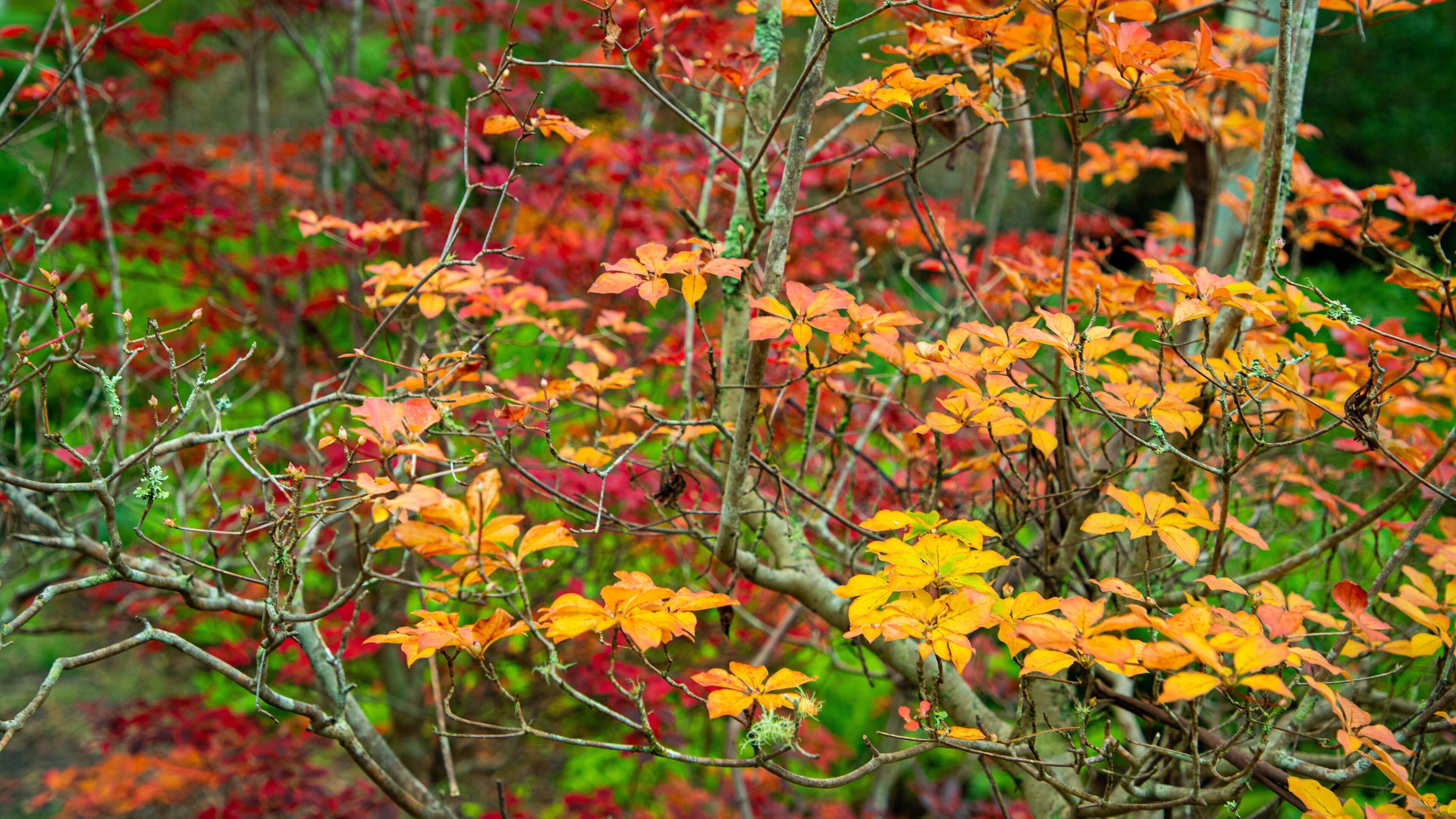 Campbell Rhododendron Gardens showing fall colors