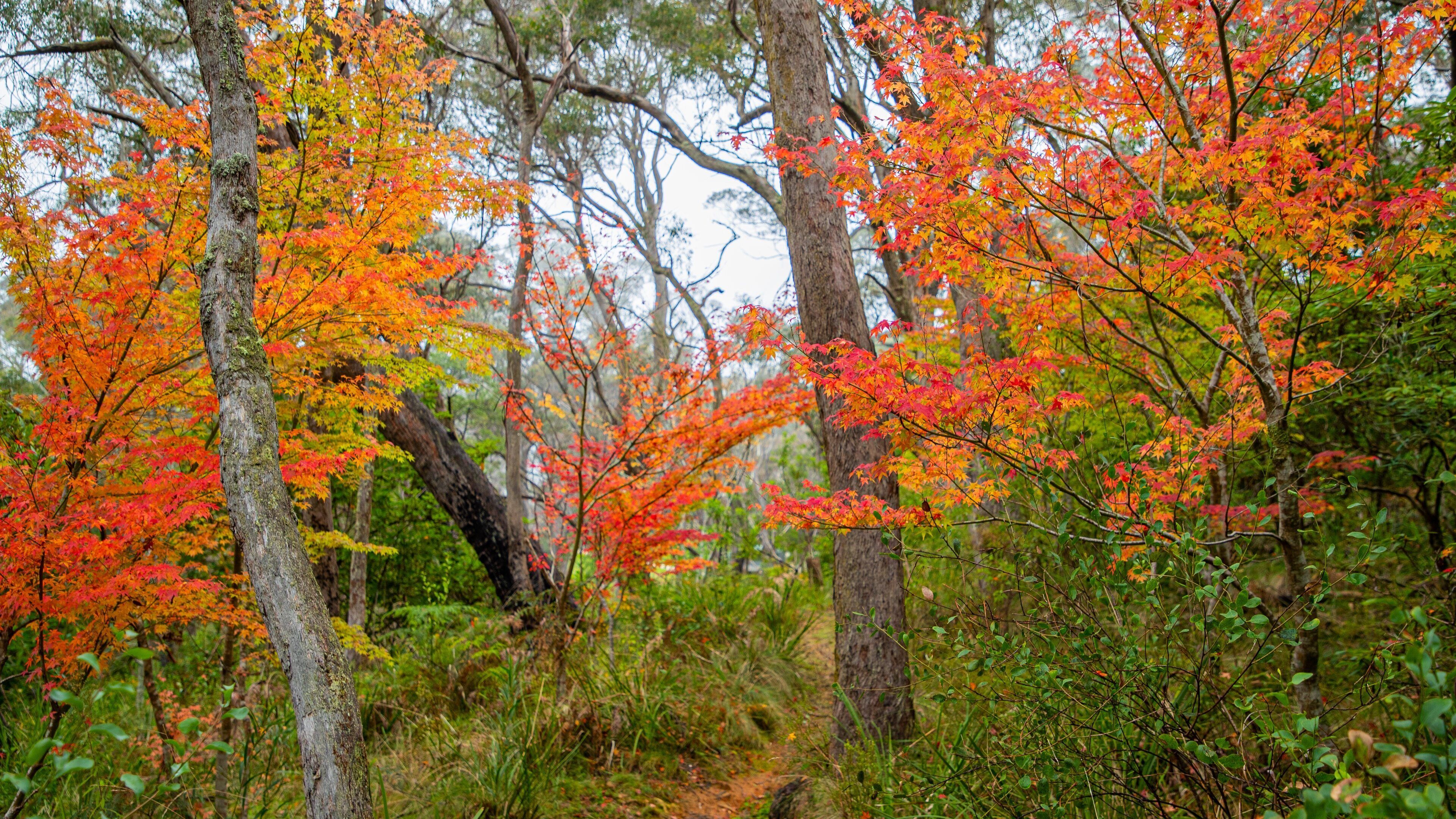 Ein Wald mit herbstlich gefärbten Bäumen und einem Feldweg.