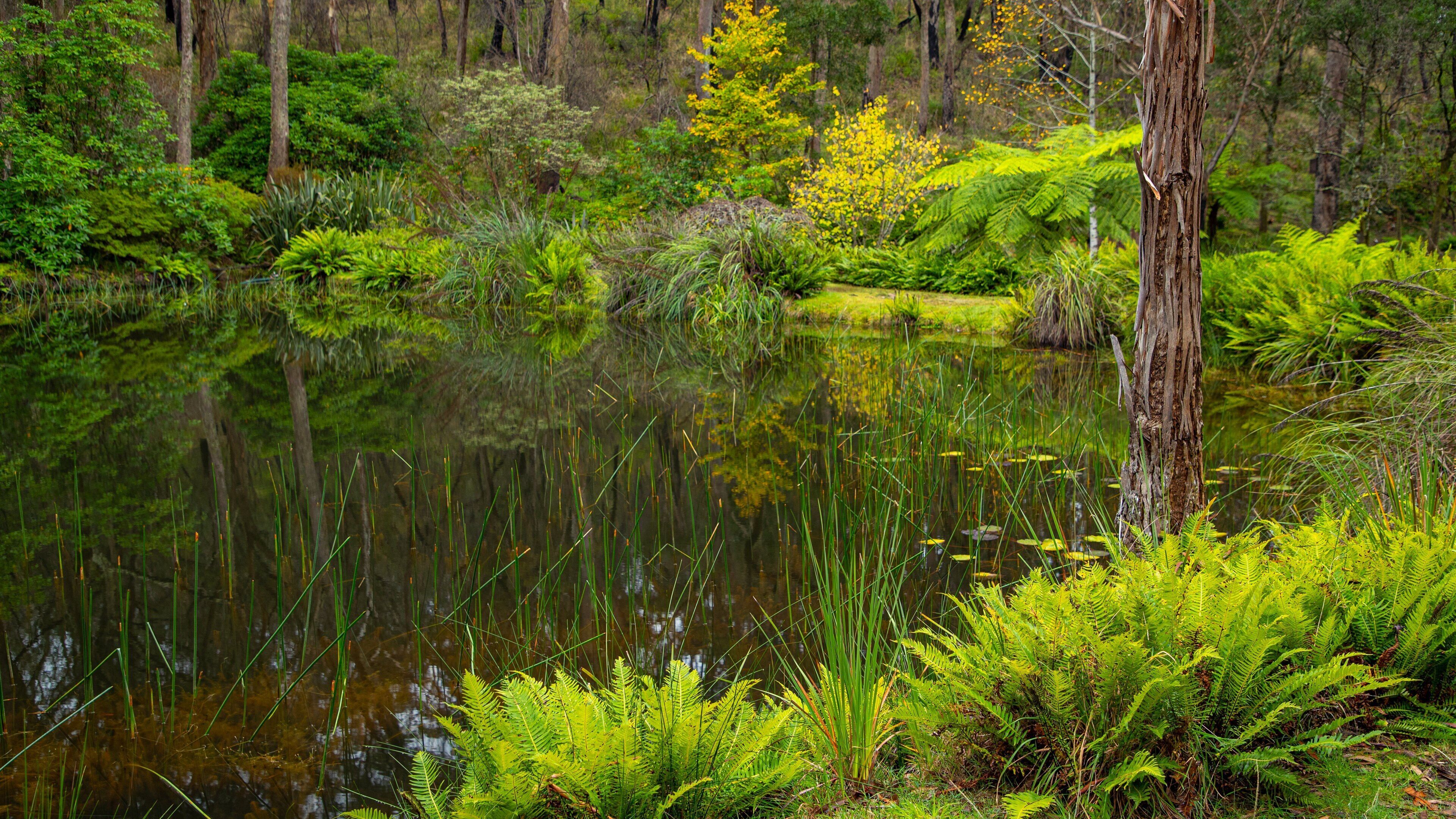 Campbell Rhododendron Gardens featuring a pond