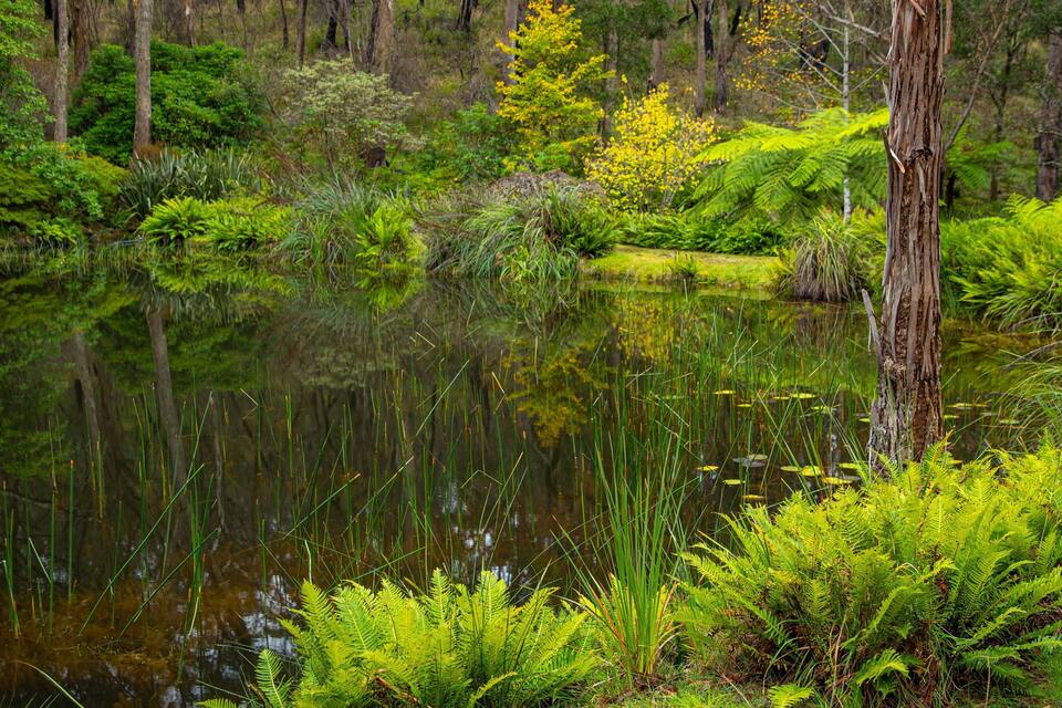 A pond surrounded by lush greenery and ferns.