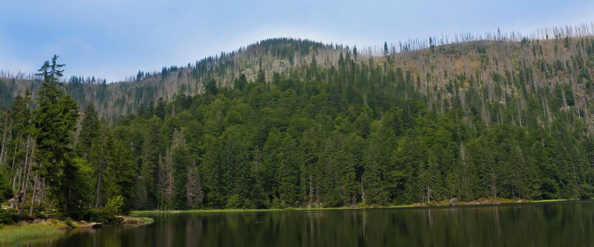 A calm lake surrounded by dense forest and a mountain.