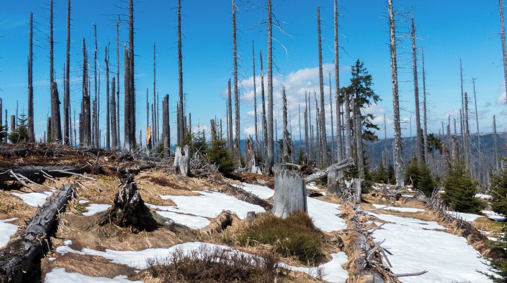 de.wikipedia.org/wiki/Gro%C3%9Fer_Rachel Unser "Basislager" für die Touren um Spiegelau im Mai 2017: www.jaegerfleck.de Meine Bewertung für diese Unterkunft: Zu gut, zu sauber, zu freundlich, zu lecker, zu ruhig, zu preiswert für diese Welt (allein das Wetter hätte etwas besser sein können!).