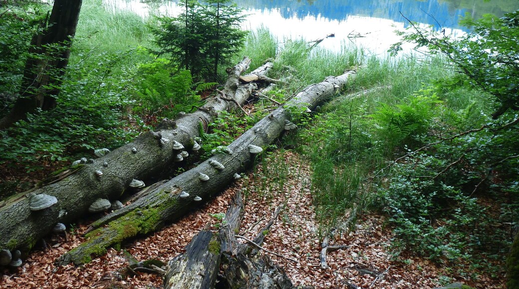 Blick zum Rachelsee Verbannungsort der Hexe Wecklin