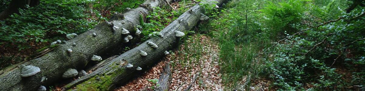 Blick zum Rachelsee Verbannungsort der Hexe Wecklin