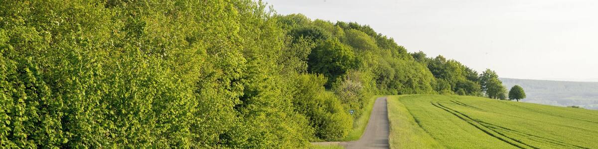 Naturschutzgebiet Biotopkomplex am Mühlenturm, Barntrup, Kreis Lippe