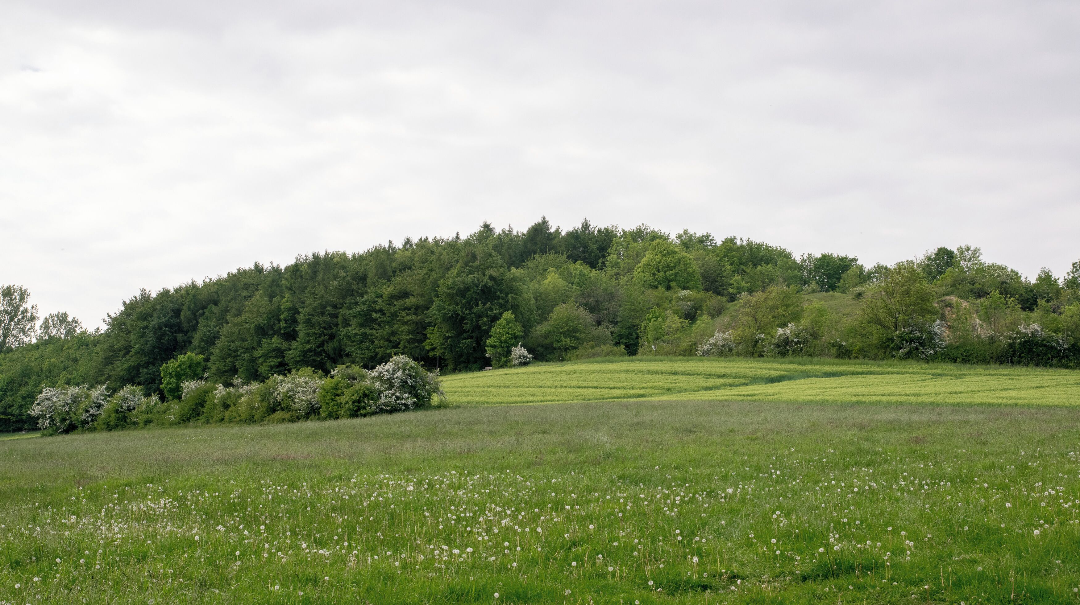 Naturschutzgebiet Hecken- und Grünlandkomplex auf der Sonnenborner Hochfläche und dem Knappberg, Barntrup, Kreis Lippe