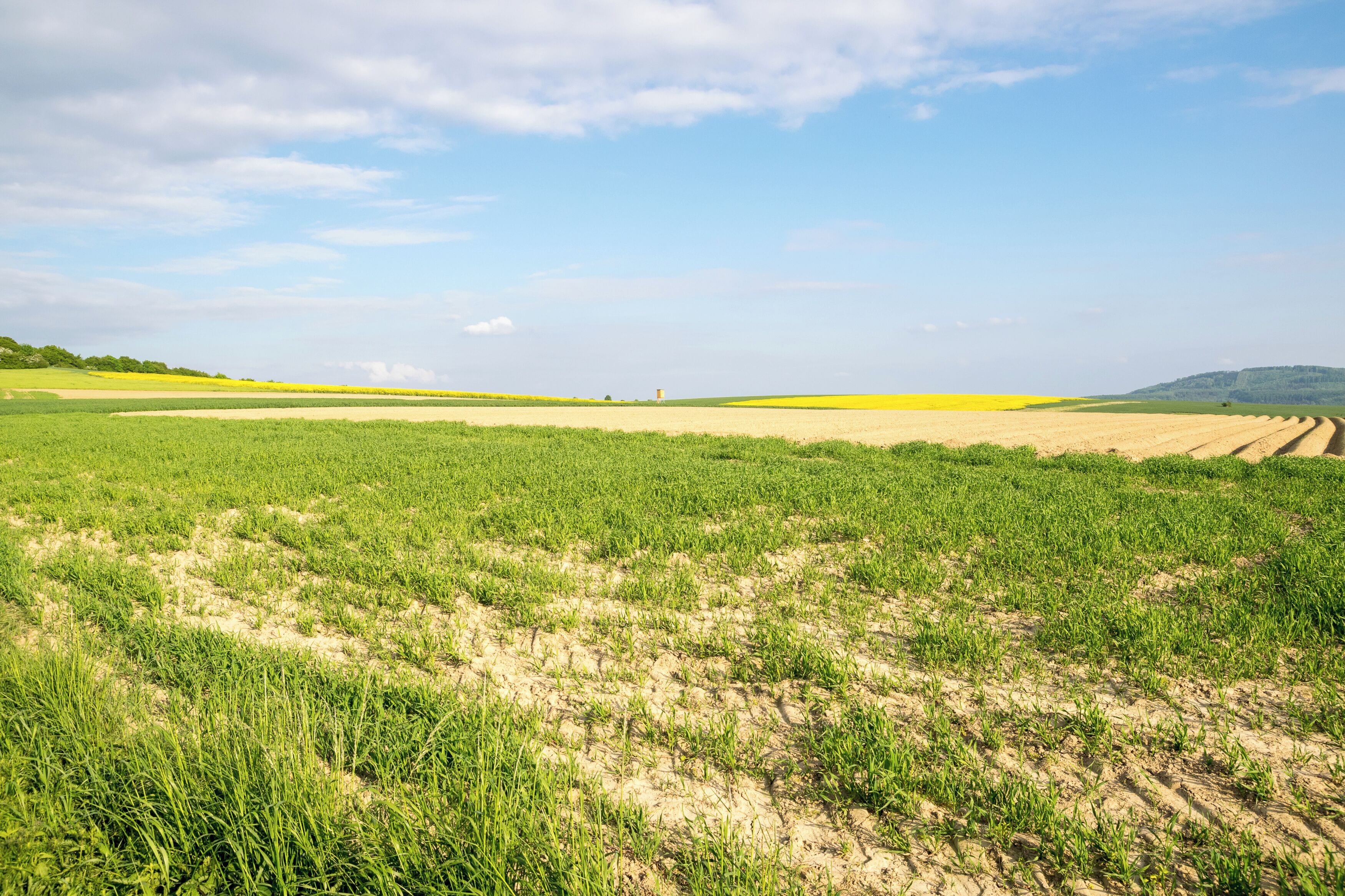 Landschaftsschutzgebiet Lipper und Pyrmonter Bergland, Barntrup, Kreis Lippe; Feld südlich des Strombergs bzw. Kaltendornweg, Aufstieg zum Mühlenstumpf