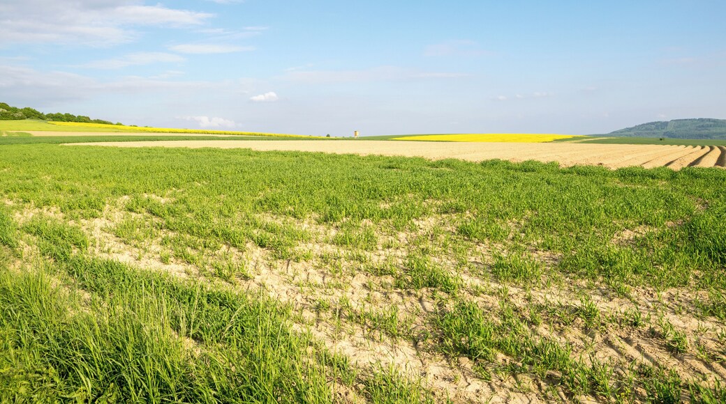 Landschaftsschutzgebiet Lipper und Pyrmonter Bergland, Barntrup, Kreis Lippe; Feld südlich des Strombergs bzw. Kaltendornweg, Aufstieg zum Mühlenstumpf