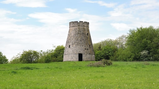 Mühlenstump im Naturschutzgebiet Biotopkomplex am Mühlenturm nördlich Barntrup, Kreis Lippe