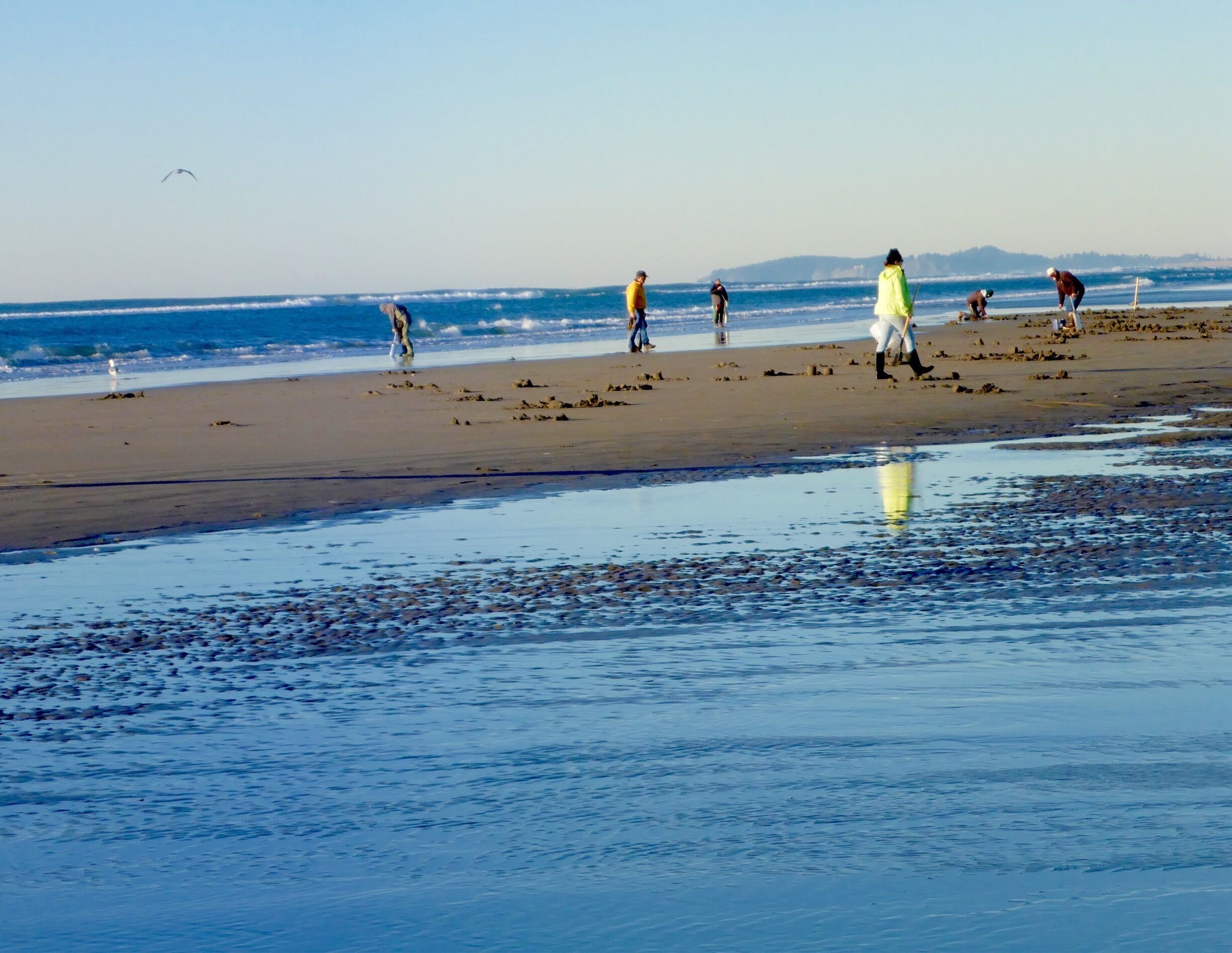 Clammers digging on the Oregon coast.

#beach