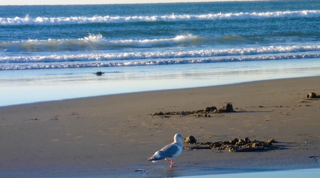 This poor character was limping around among the clam-diggers. I wonder if he can hunt the way he used to? But don't feel too sorry for him. Shortly after this shot, he lifted his wings and flew away.
#beach