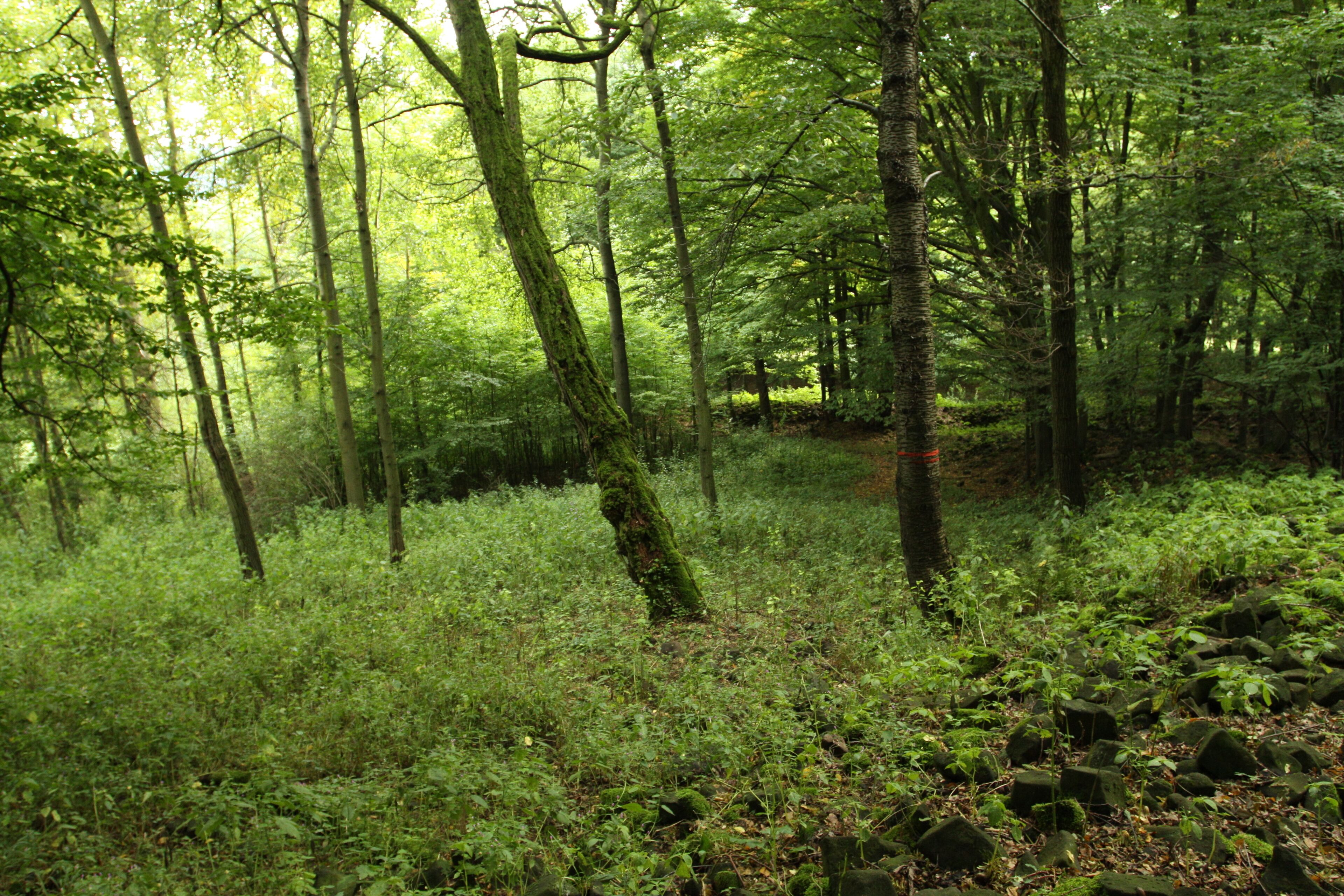 Natural monument Pod lesem in Jílové village, Děčín District, Czech Republic