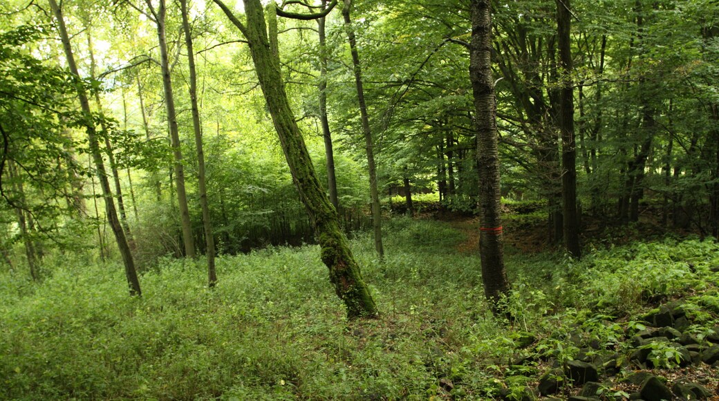 Natural monument Pod lesem in Jílové village, Děčín District, Czech Republic