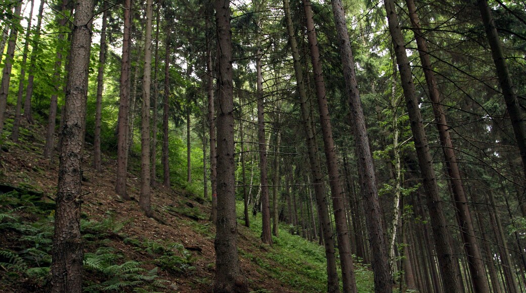Natural monument Jílovské tisy close to Jílové village in Děčín District, Czech Republic
