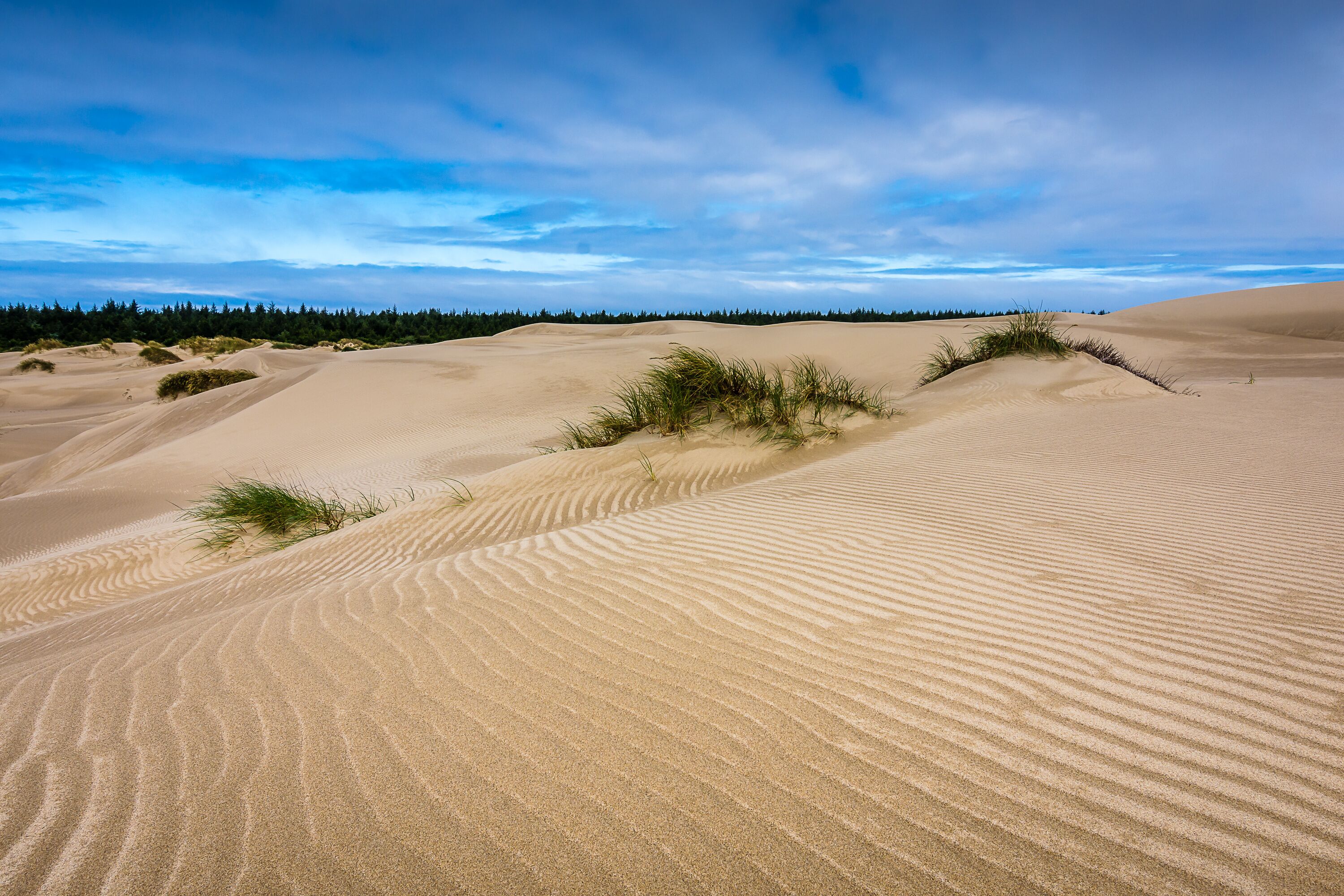 Oregon Sand Dunes