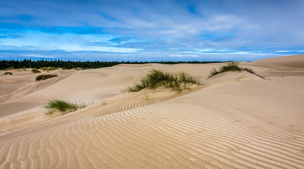 Oregon Sand Dunes