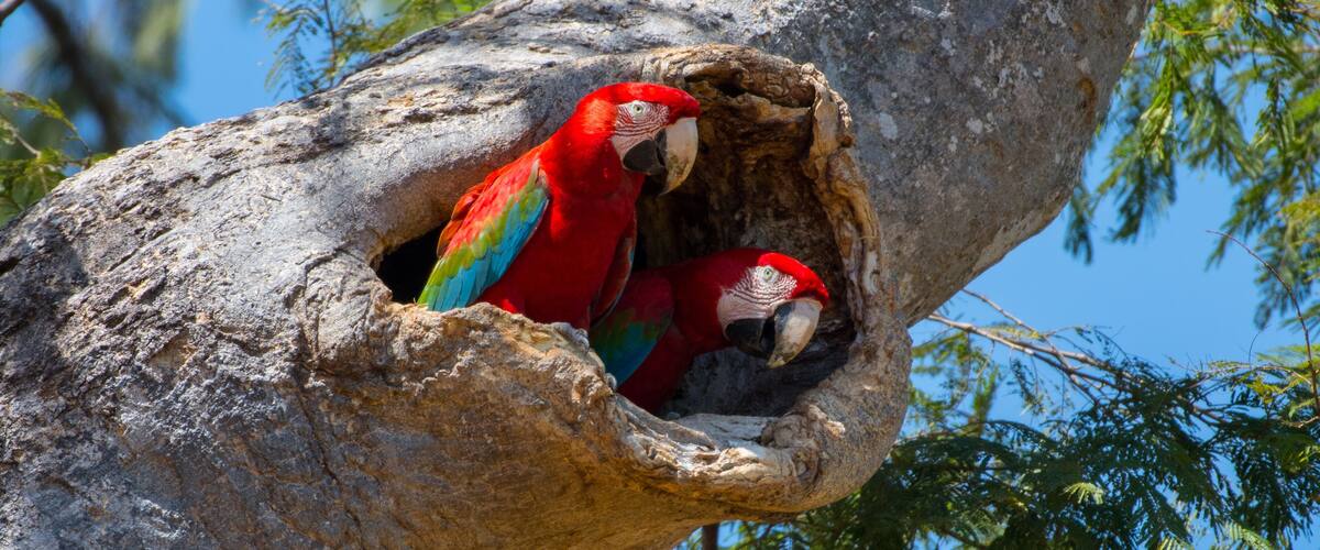 Scarlet Macaw