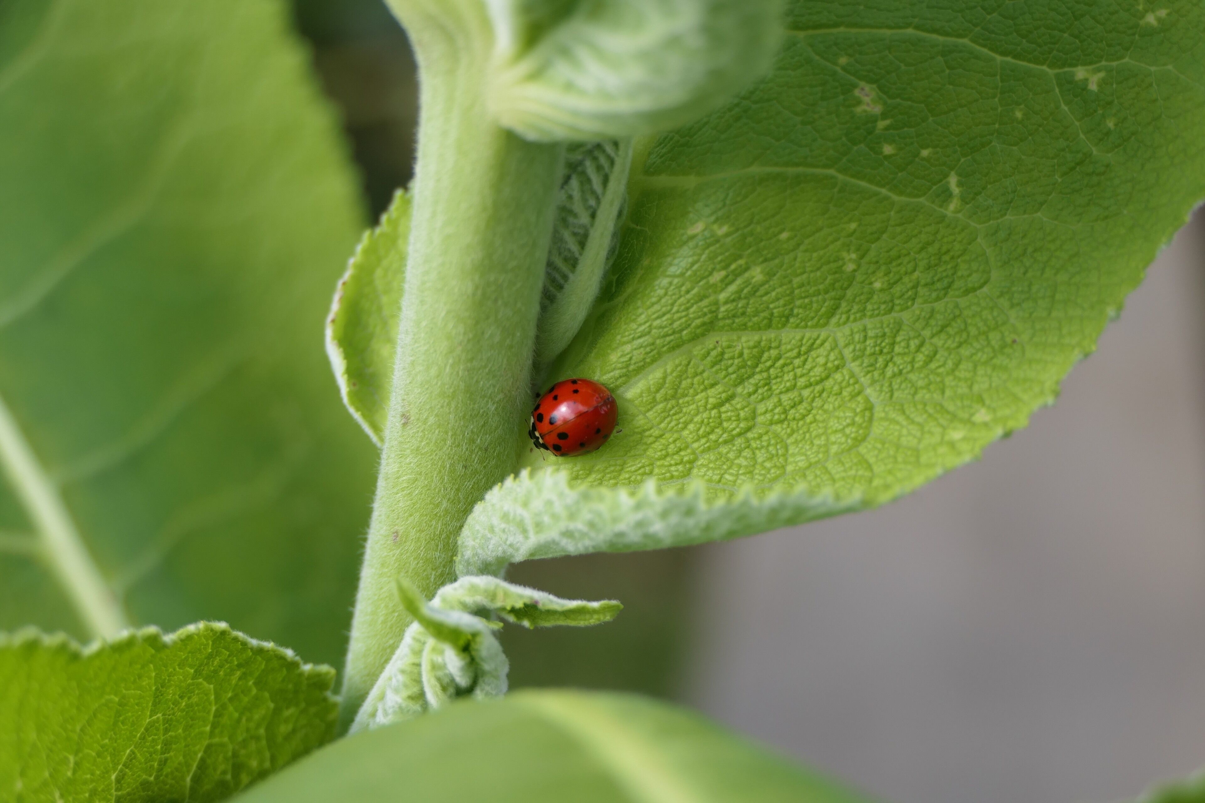 We attended a farm to table dinner at this farm in July. Beautiful location but this caught our eye.
