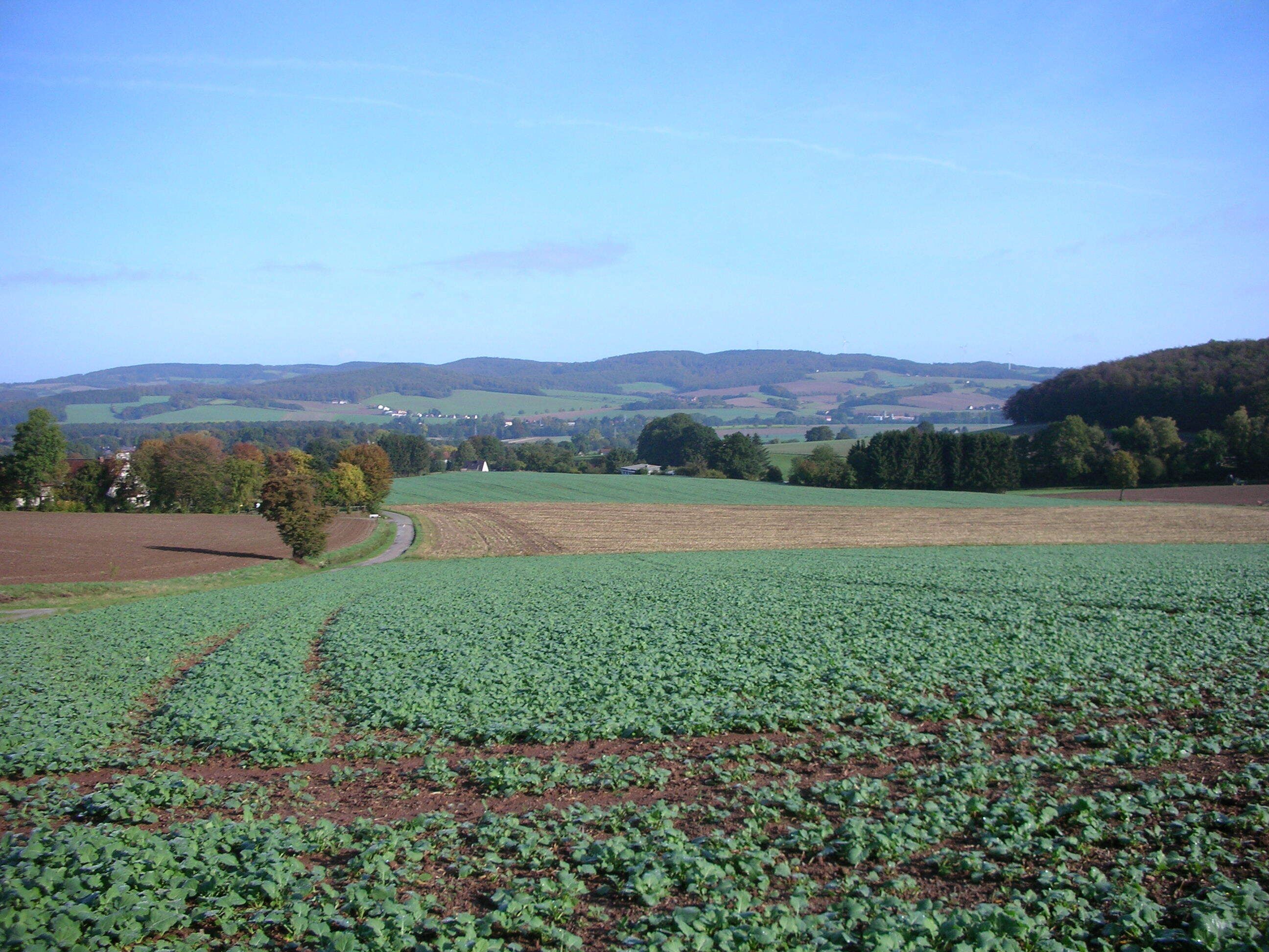 A vast agricultural field with rows of crops, a winding road, and rolling hills in the background.
