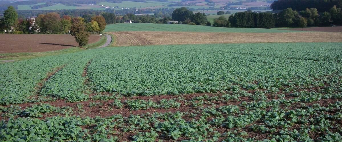 A vast agricultural field with rows of crops, a winding road, and rolling hills in the background.