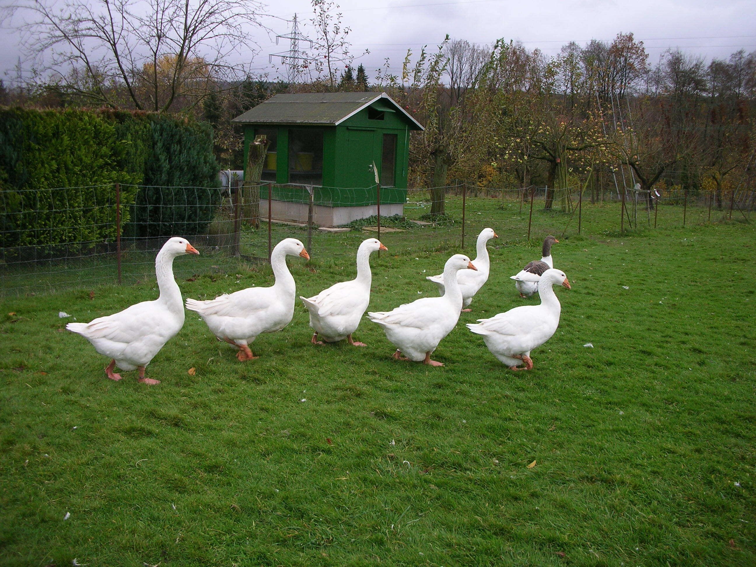 A flock Embden geese with one grey saddleback Pomeranian goose