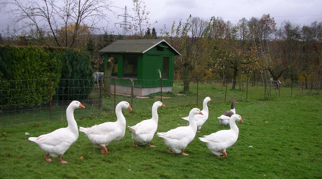 A flock Embden geese with one grey saddleback Pomeranian goose