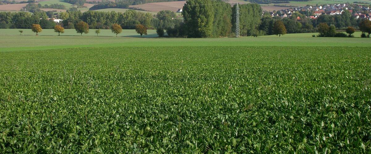 Südwestliche Ansicht des 398 m hohen Dörenberg mit der Ortschaft Humfeld in der lippischen Gemeinde Dörentrup.