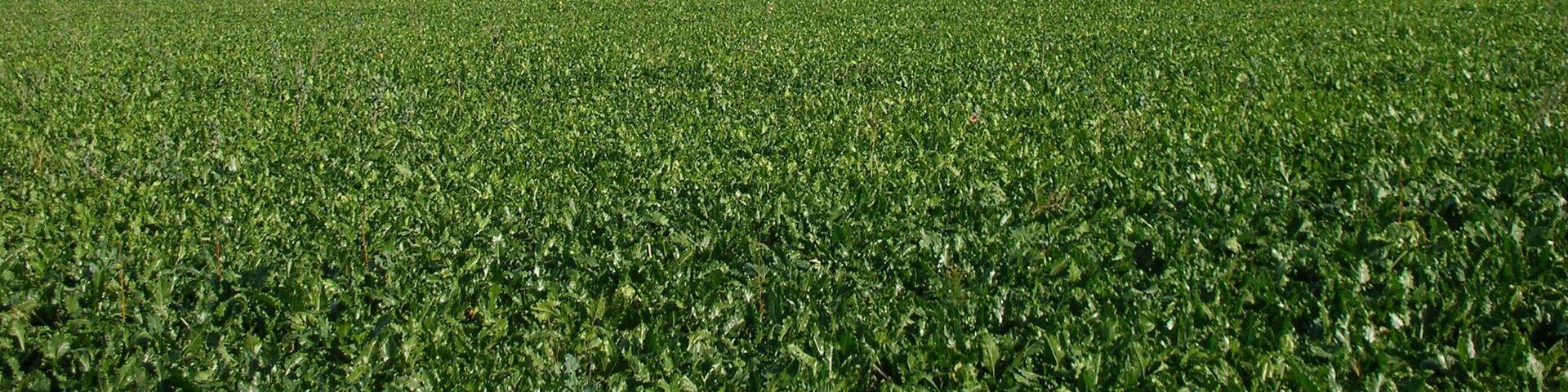 Südwestliche Ansicht des 398 m hohen Dörenberg mit der Ortschaft Humfeld in der lippischen Gemeinde Dörentrup.