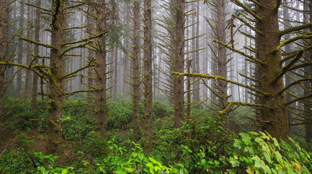 Whaleshead Beach showing mist or fog and forest scenes