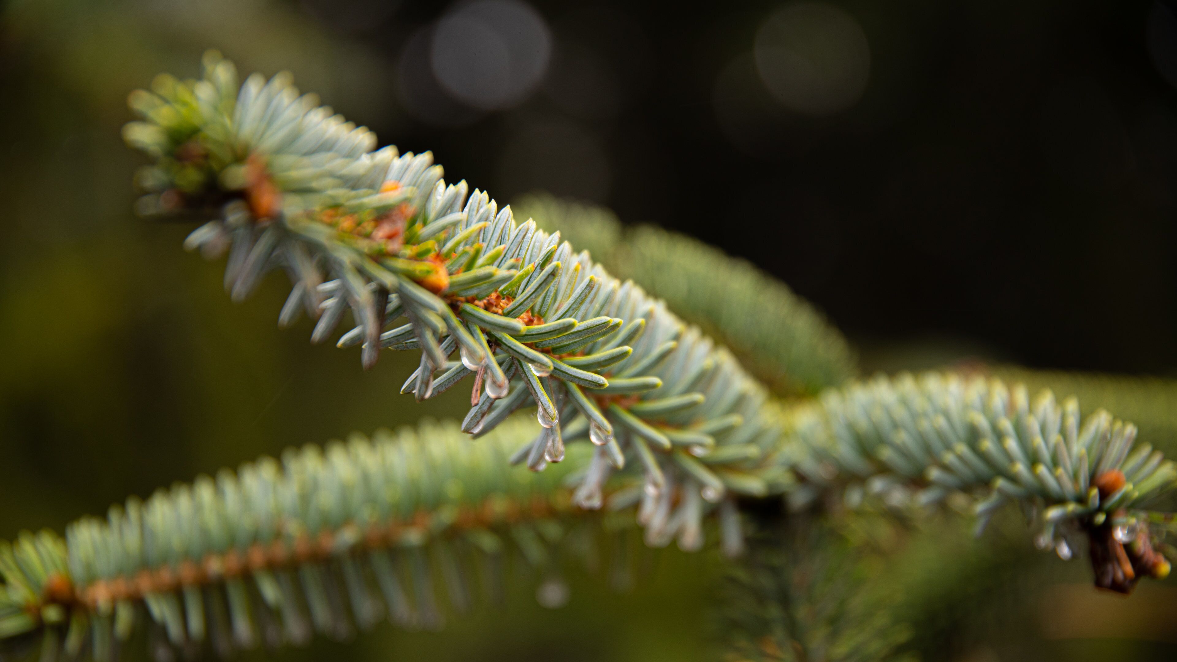 Whaleshead Beach showing wildflowers