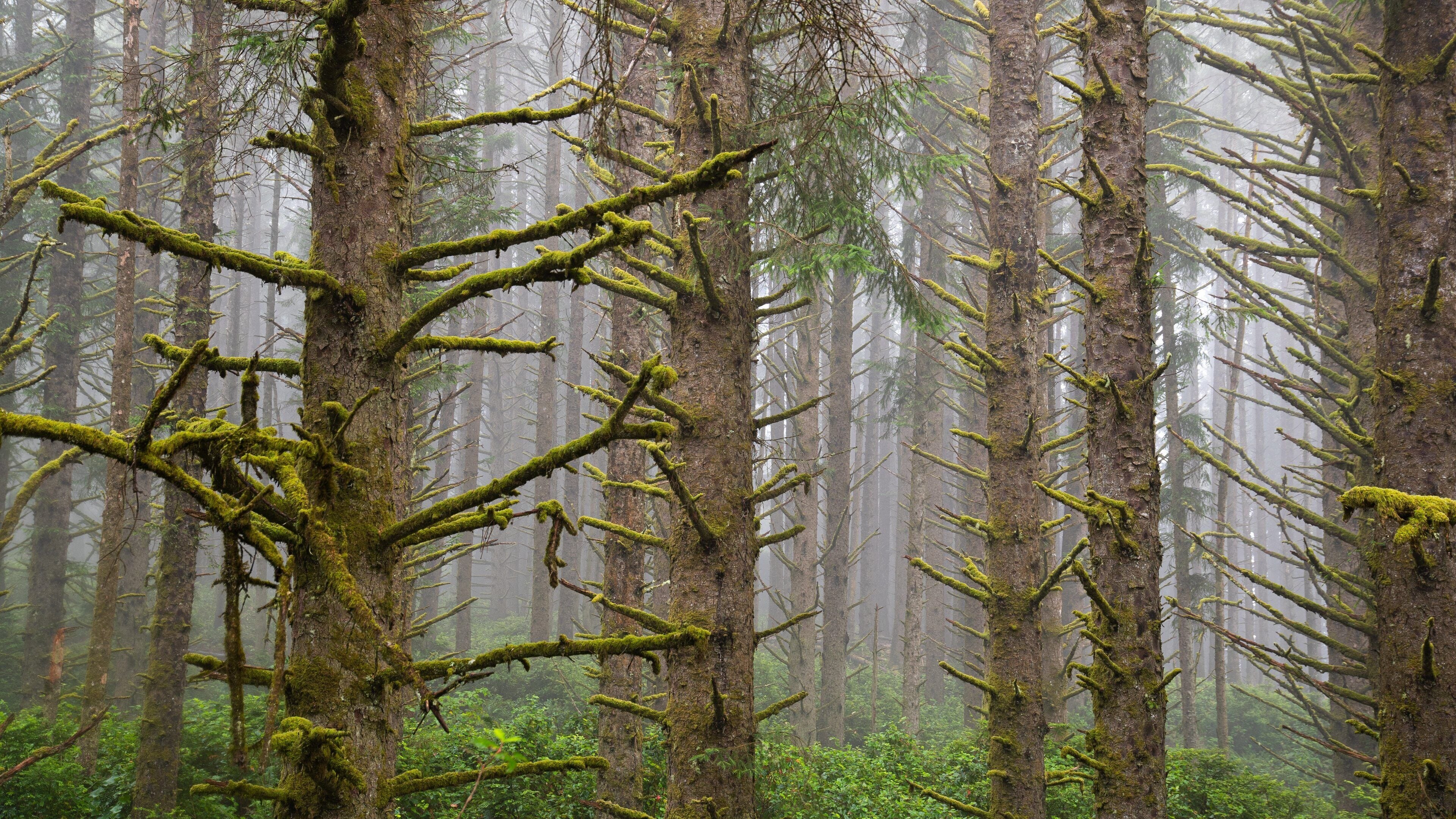 Brookings showing mist or fog and forests