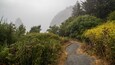 A foggy mountain path surrounded by dense vegetation and yellow flowers.