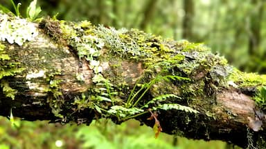 Lots and lots of Moss.