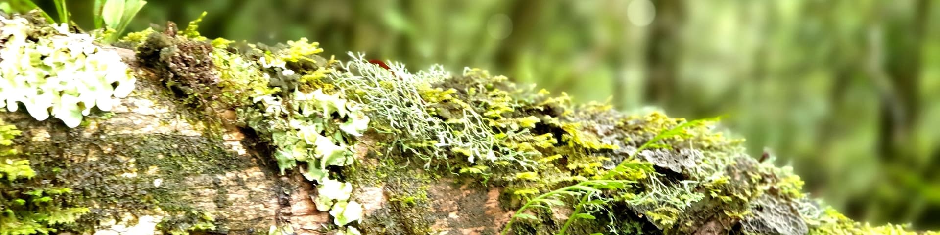 Lots and lots of Moss.