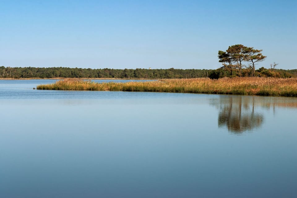 Un lac paisible, avec un seul arbre sur une petite île, entouré de hautes herbes et d’une forêt lointaine.
