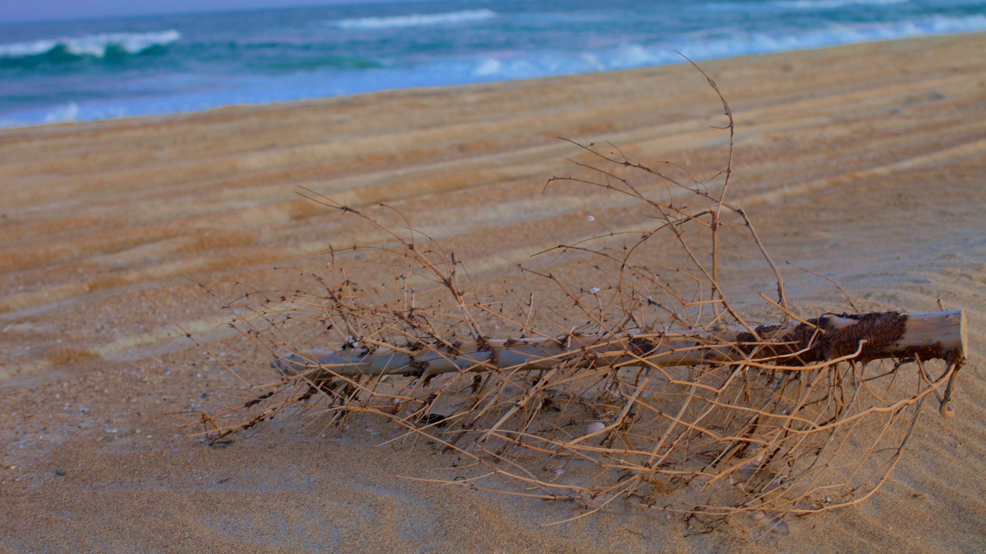 ケープ ハテラス国定海浜公園 フィーチャー 砂浜