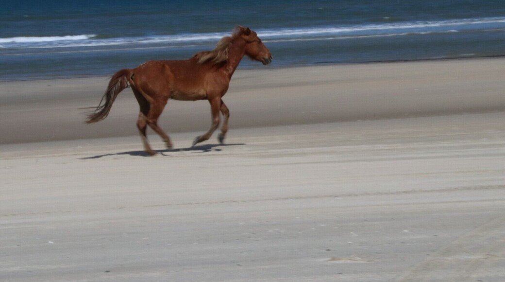 Wild horses run on the beaches of the Outer Banks in NC.