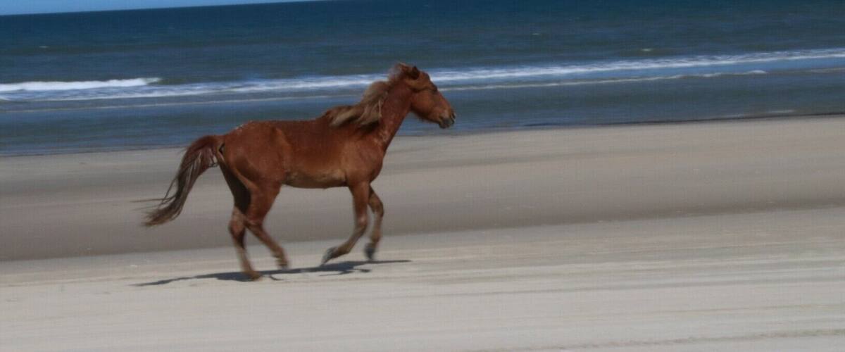Wild horses run on the beaches of the Outer Banks in NC.