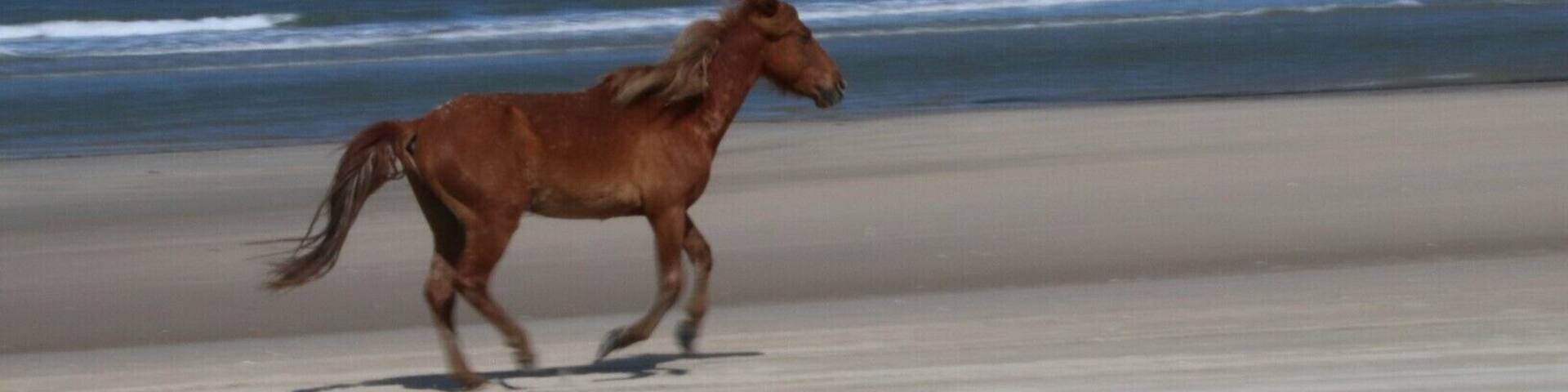 A brown horse running along a sandy beach with the ocean in the background.