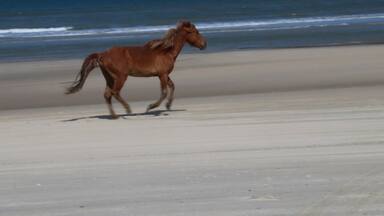 Um cavalo marrom correndo ao longo de uma praia arenosa, com o oceano ao fundo.