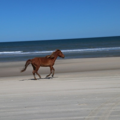 Wild horses run on the beaches of the Outer Banks in NC.